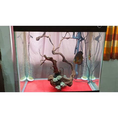 七彩神仙魚缸